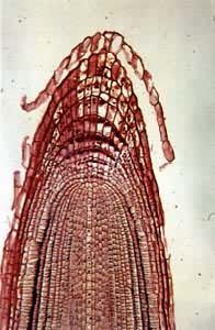 �ܲ���������