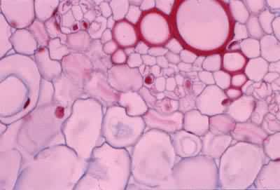 ���������ĳ������ϴ�