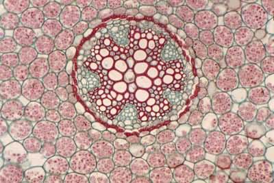 ëݢ���������