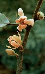 �۹�ľ��ľ����