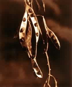 �Թ�(����)