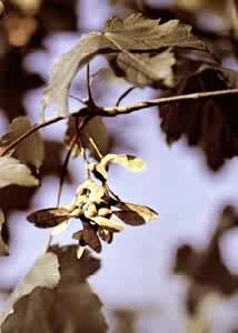 ���(��Ų����)