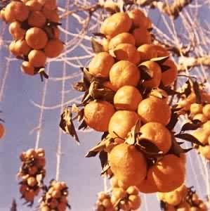 �̹�(����)