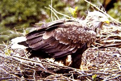 ��β����