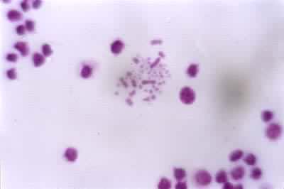 �Ƽ���Ⱦɫ��