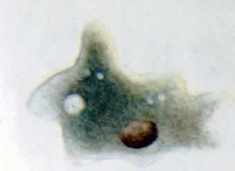 ��ϸ��������γ�ͨ�����Ͷ�����̼����ɢ��������