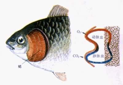 ��ĺ������ټ������彻��ʾ��ͼ