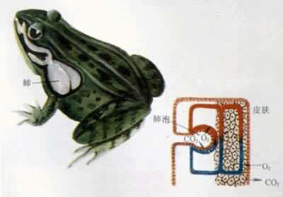 ���÷Σ�Ҳ����Ƥ���������彻��