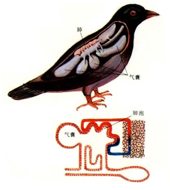 �������÷ν������彻�����ں���������ʱ�����ҿ�ʹ���彻��������