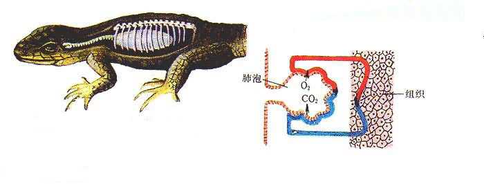 ��������߹��������ţ�ʹ�����������