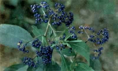 �Ƴ�ɽ�������ݿ�