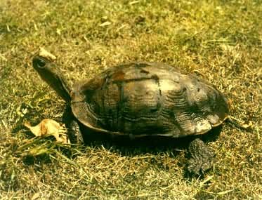 �л�����