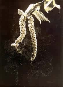 ��ľ�����軨��