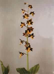 ������״����