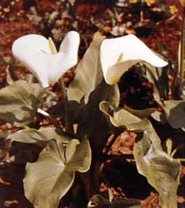 �����ķ��滨��