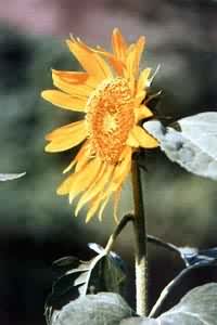 ���տ���ͷ״����