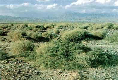 ����޼���ƹ��ذ�����Į