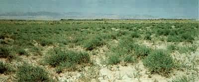 ��Į�����ݵ�