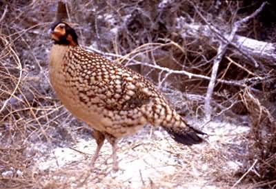 �Ƹ�����