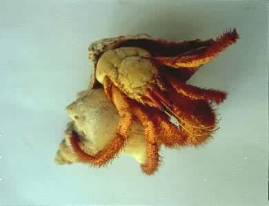 �ߵ���ľ�з