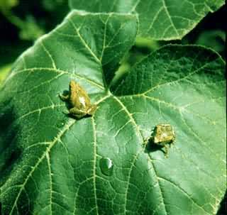 ���Ƽ���