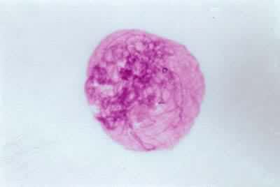 �������Ѣ�ż����