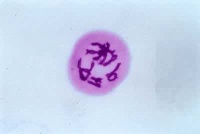 �������Ѣ�˫����