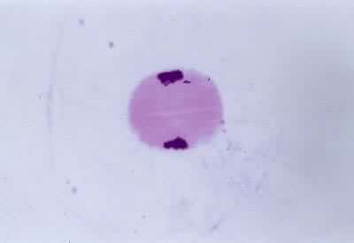 �������Ѣ򣺼���