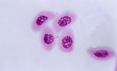 �������Ѣ��ķ���