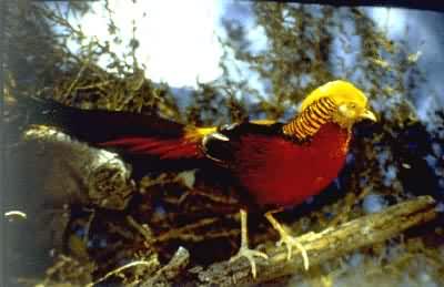 �𼦣��츹����