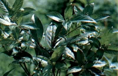 ��ɺ������������