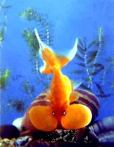 ��ˮ����(����)