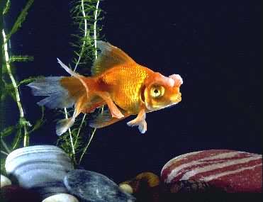 ������������(����)