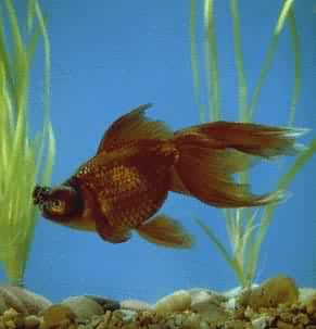 ��������(����)