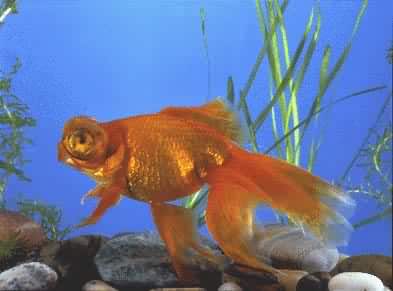 �����ۺ�����(����)