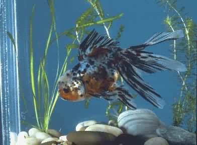 �廨��ͷ(����)