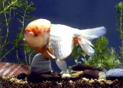 ��׻�ʨ��ͷ(����)