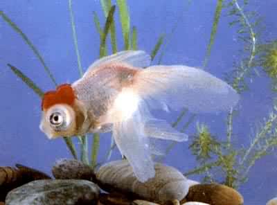 �����׶���(����)