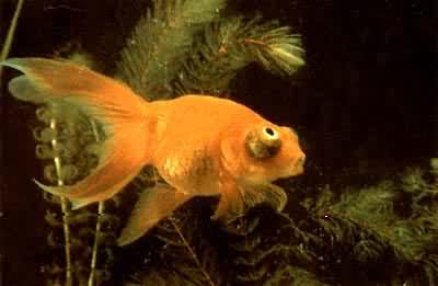 �쳯������(������)