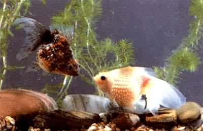 ������(����)