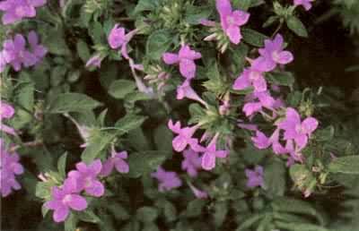 �ٶž飬������