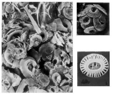 ���ֿ�ʯ��Ŀ�ʯ��a.��ʯ��� b.����������ʯ c.�����谬��ʯ 