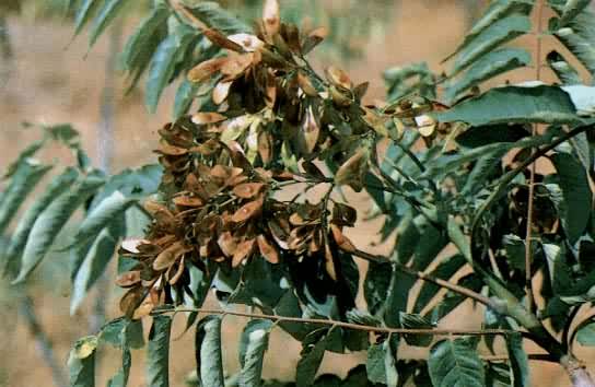 ��������ľ��