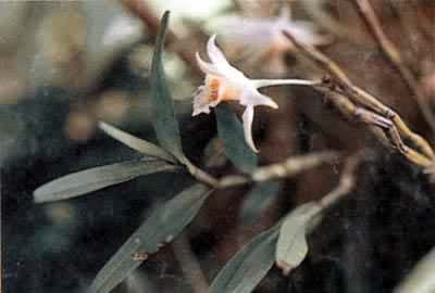 ��ʯ��������