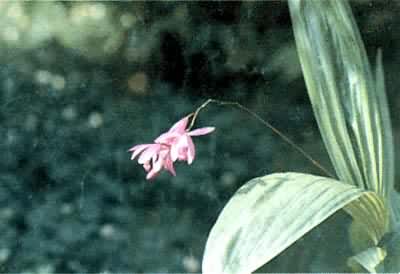 �׼�������