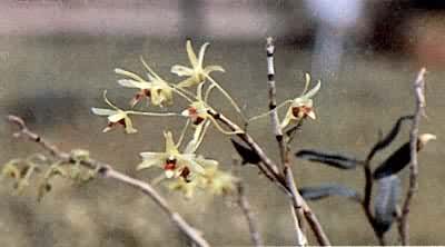 �ڽڲݣ�����