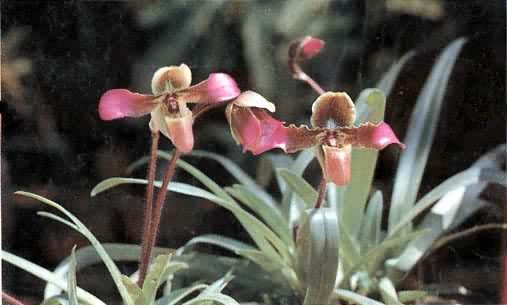 ��Ҷ����������