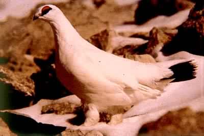 ����(����)