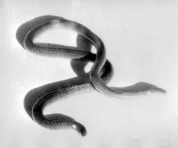 ��β��ͷ��