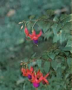 ���ҽ��ӣ���Ҷ�˿�